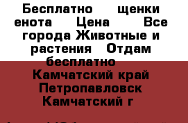 Бесплатно !!! щенки енота!! › Цена ­ 1 - Все города Животные и растения » Отдам бесплатно   . Камчатский край,Петропавловск-Камчатский г.